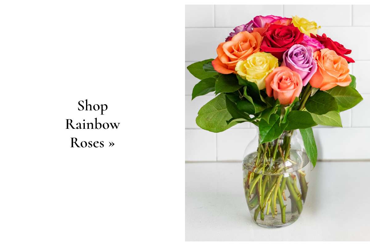 Shop Rainbow Roses »