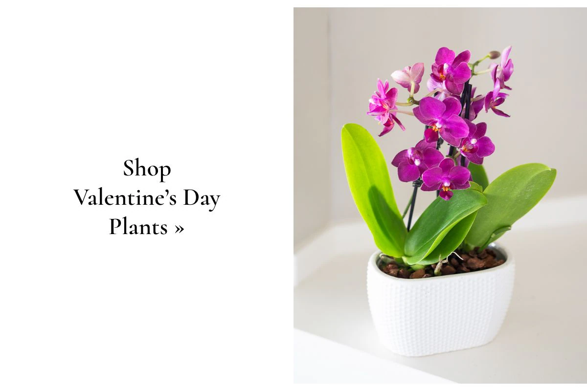 Shop Valentine's Day Plants »