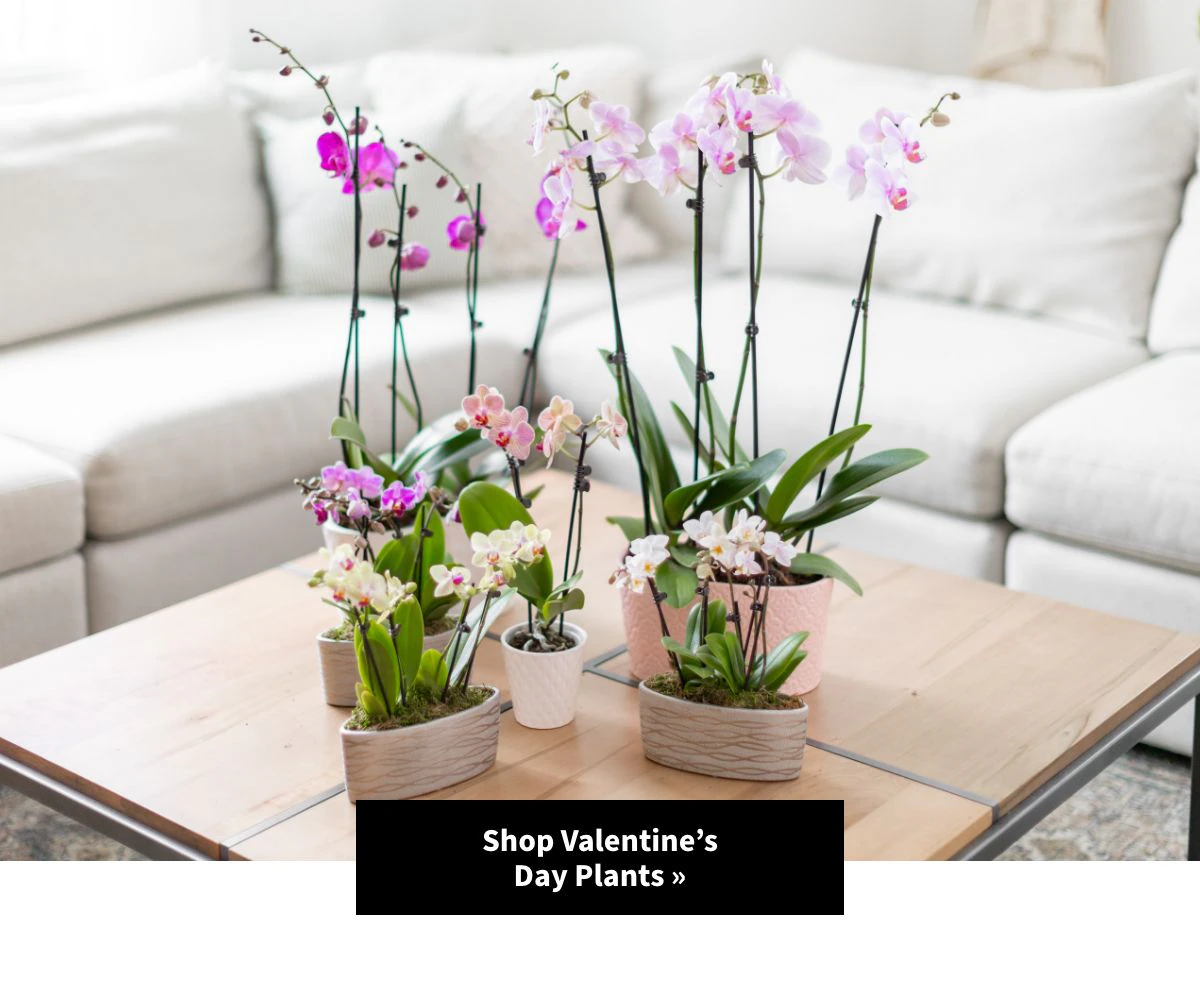 Shop Plants »