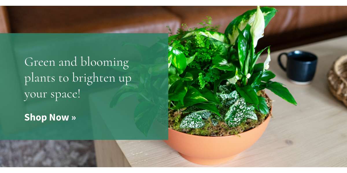 Green and blooming plants to brighten up your space! Shop Now »