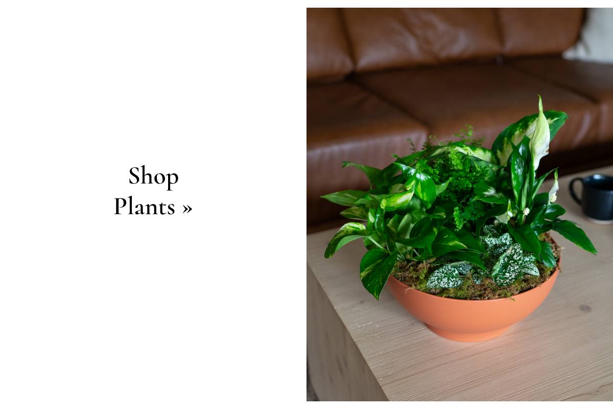 Shop Plants »