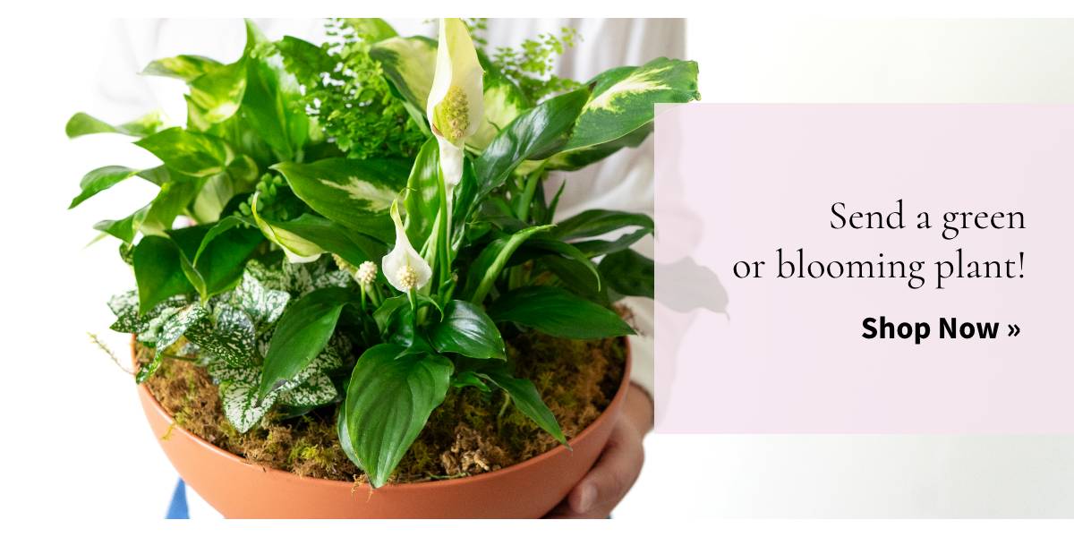 Send a green or blooming plant! Shop Now »