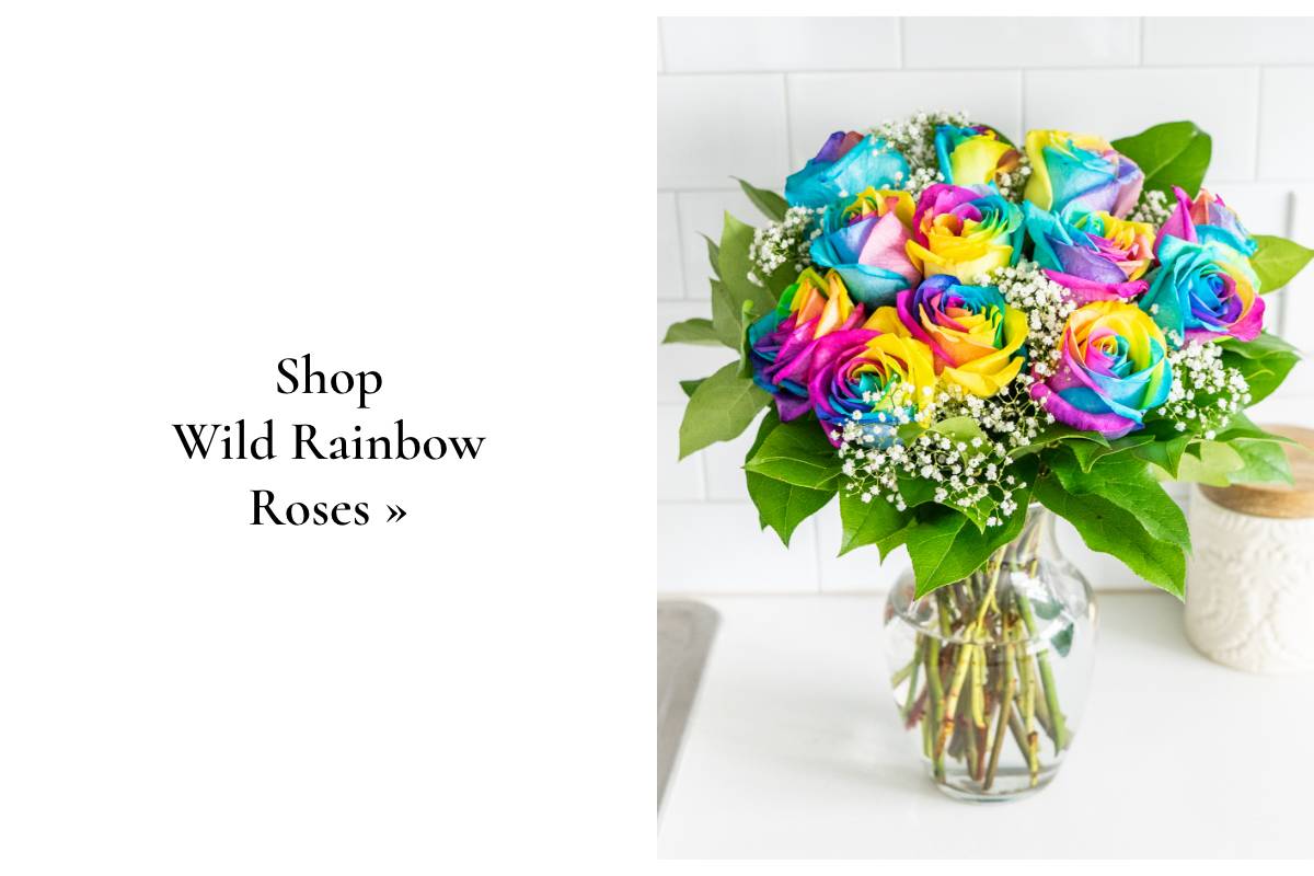 Shop Wild Rainbow Roses »
