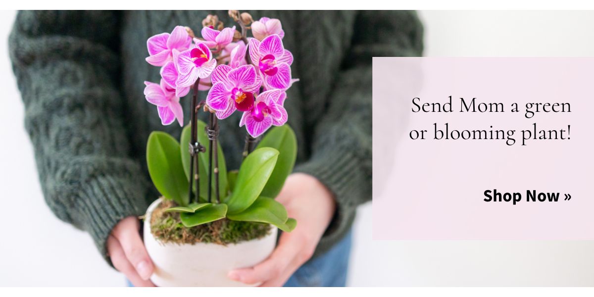 Send Mom a Green or Blooming Plant »