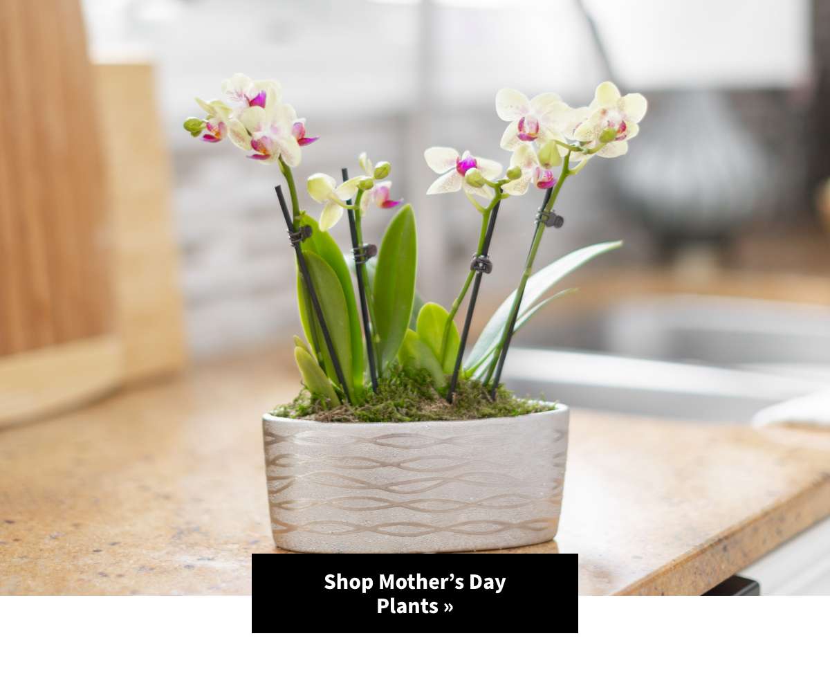 Shop Mother's Day Plants »