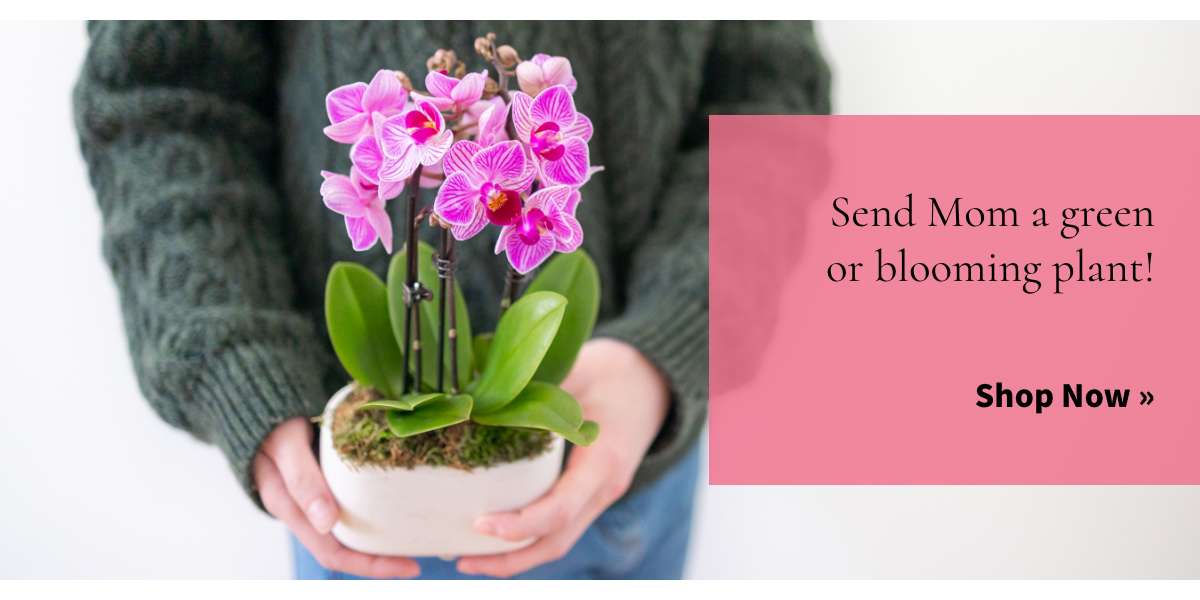 Send Mom a green or blooming plant »