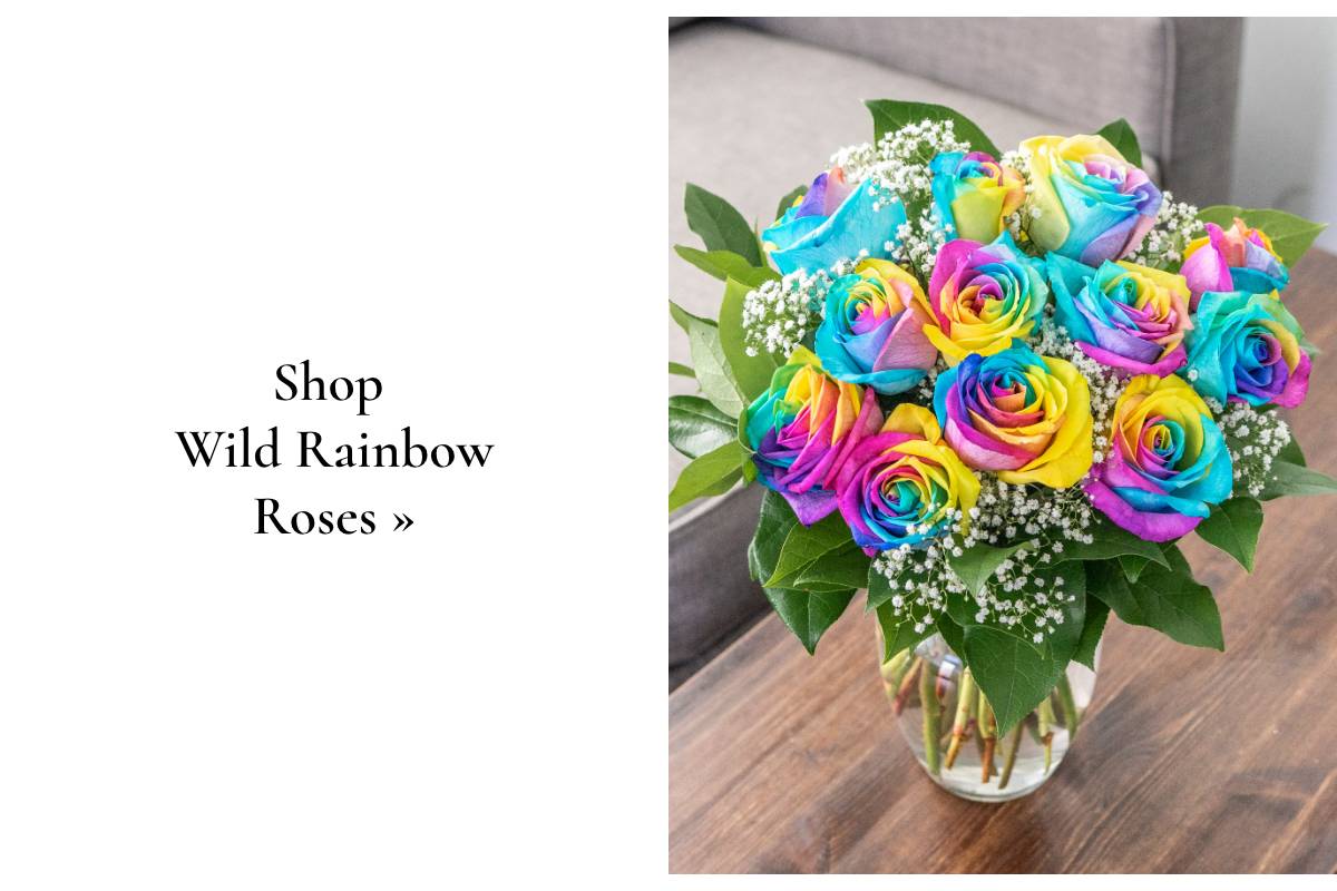 Shop Wild Rainbow Roses »