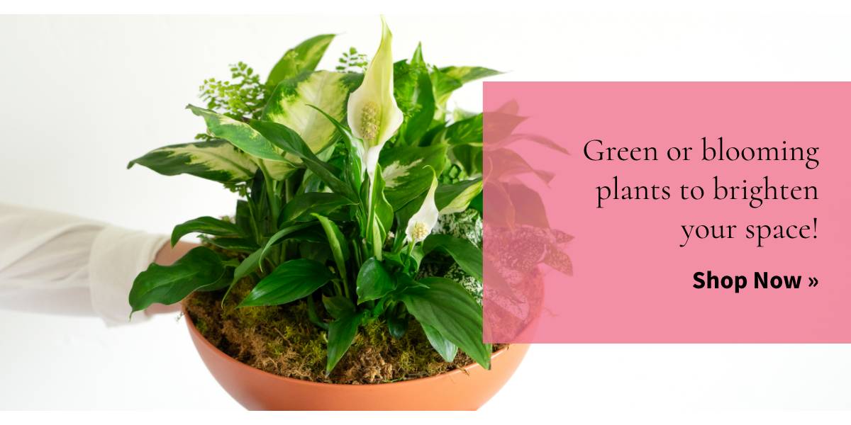 Green or blooming plants to brighten your space! Shop Now »
