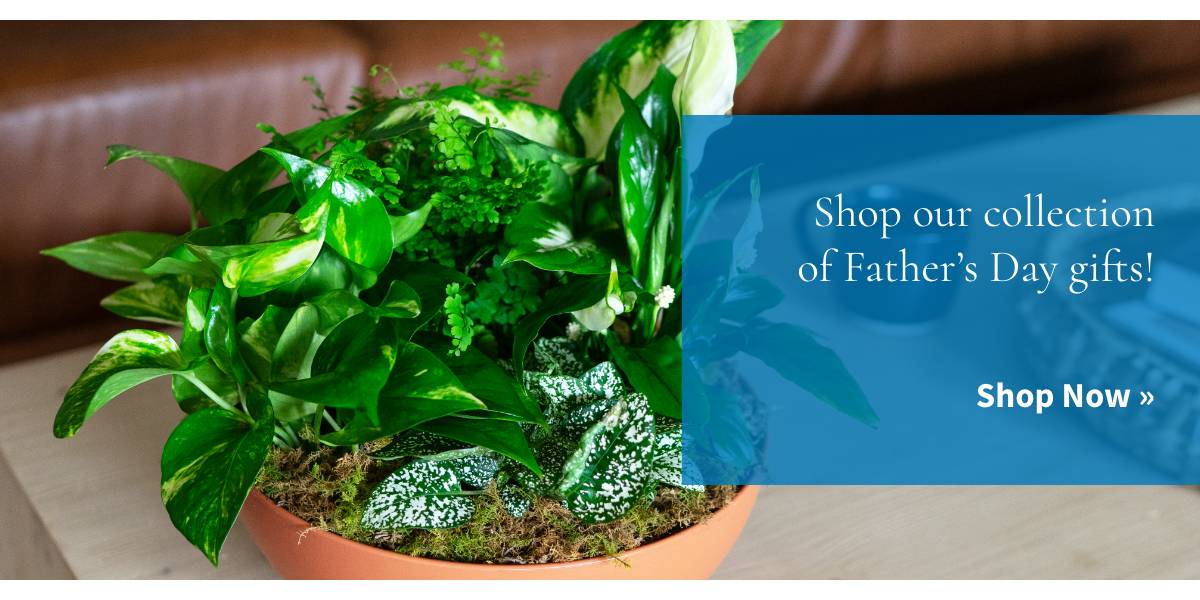Shop our collection of Father's Day gifts! Shop Now »