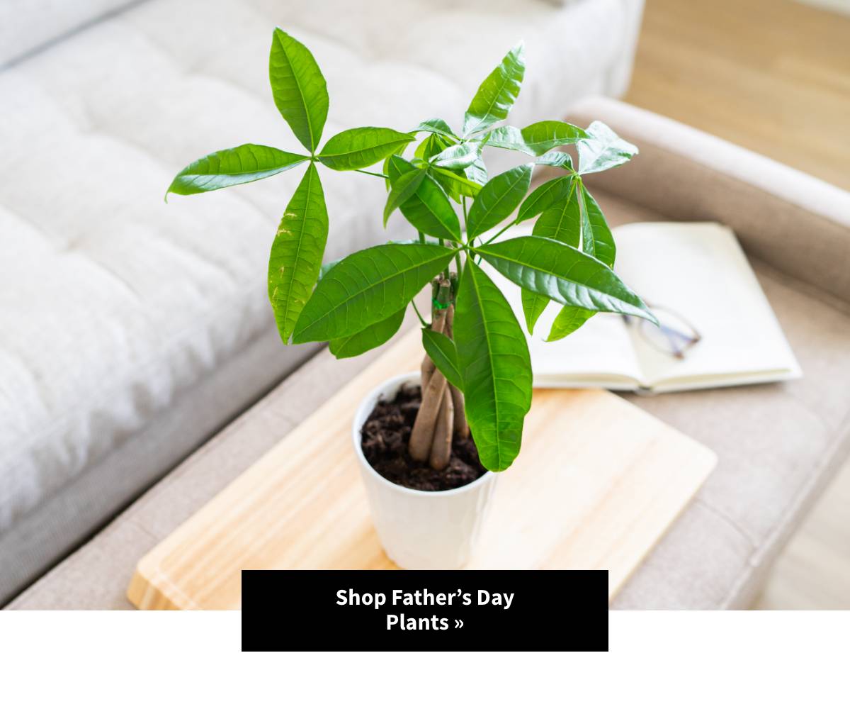 Shop Father's Day Plants. Shop Now »