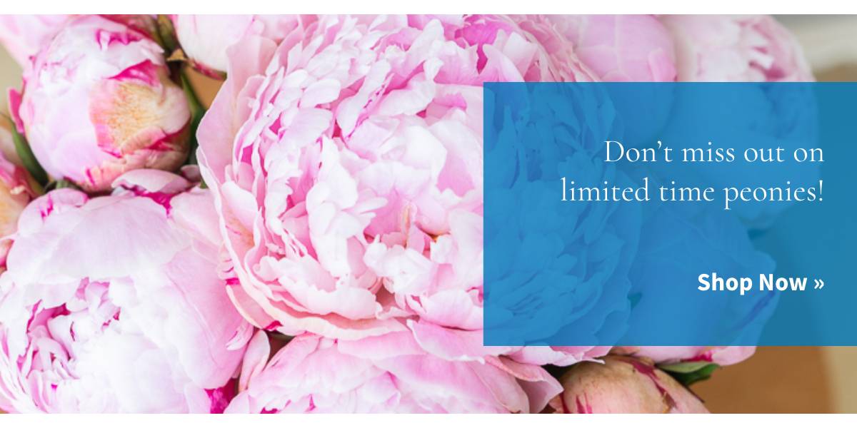 Don't miss out on limited time peonies! Shop Now »