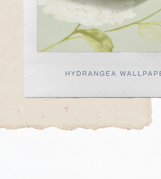 Hydrangea Wallpaper