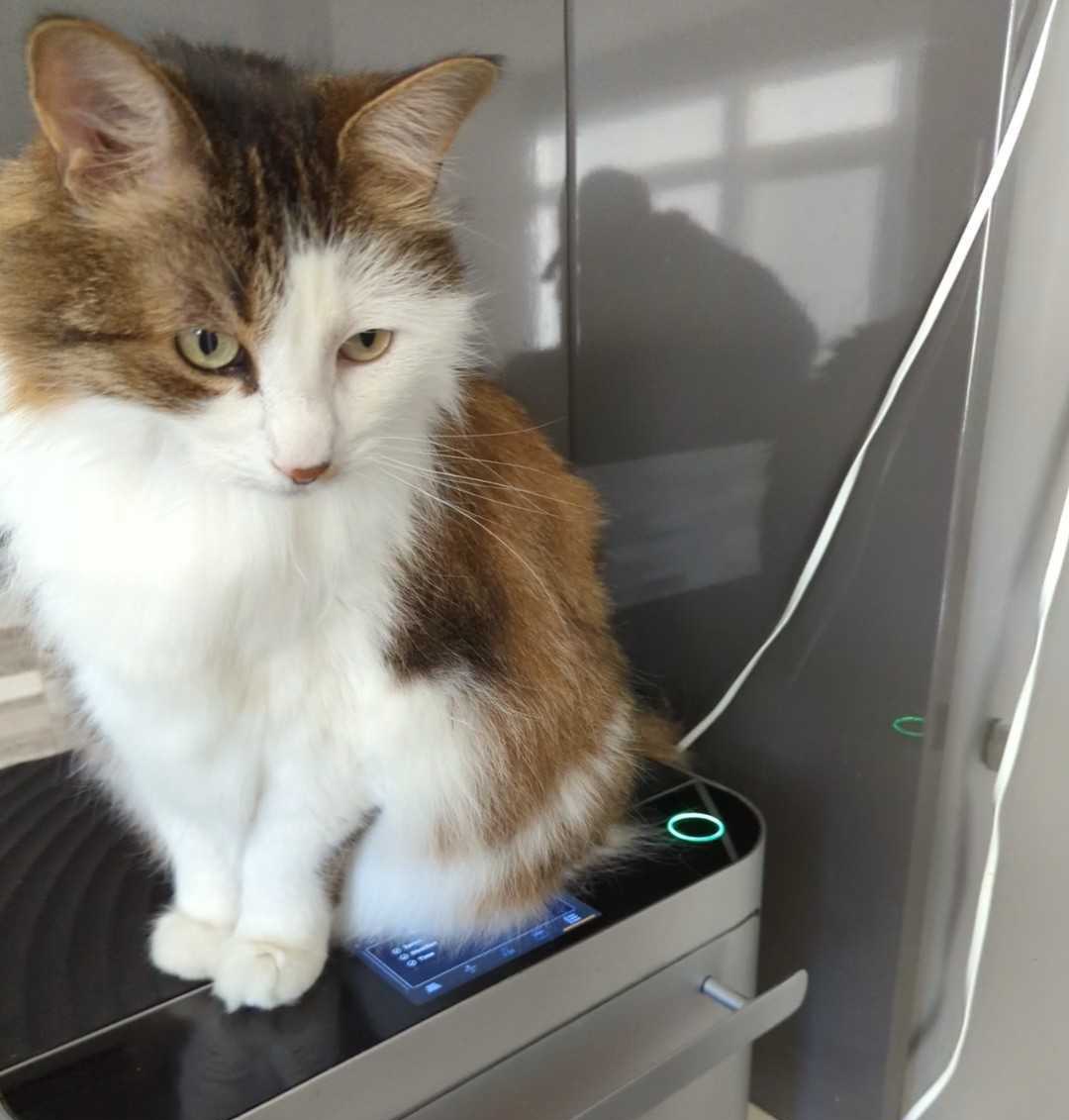An image of a cat sitting on top of the Brava to explain that Brava now has a screen lock mode, which prevents cooks starting from unintentional touch screen inputs. 