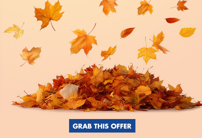 Fall Lapsed