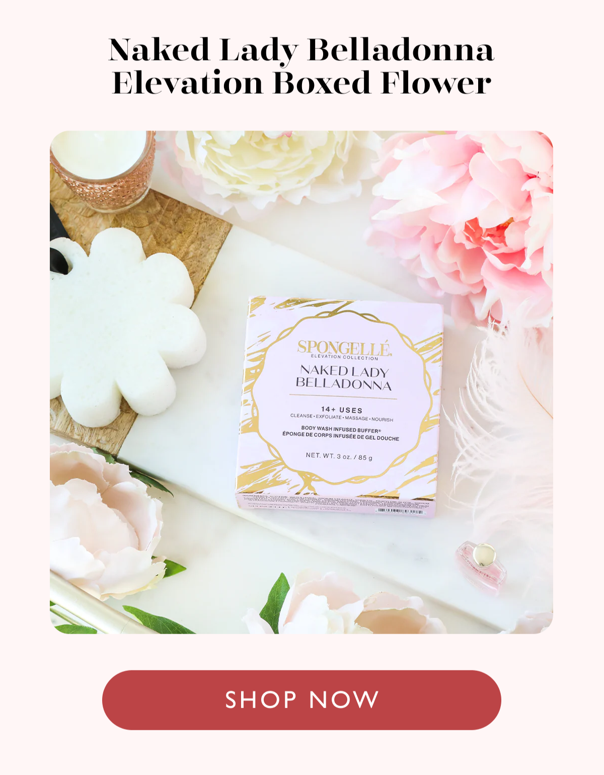 Naked Lady Belladonna Elevation Boxed Flower