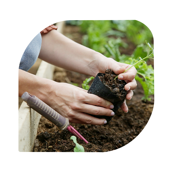 Working in the organic vegetable garden, taking care of young seedlings and transplanting young plants into the garden soil.