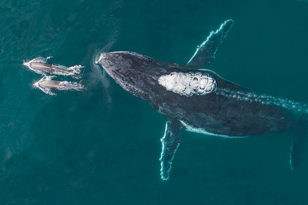 13 dizzying and dazzling images from 2025 Drone Photo Awards | Popular Science