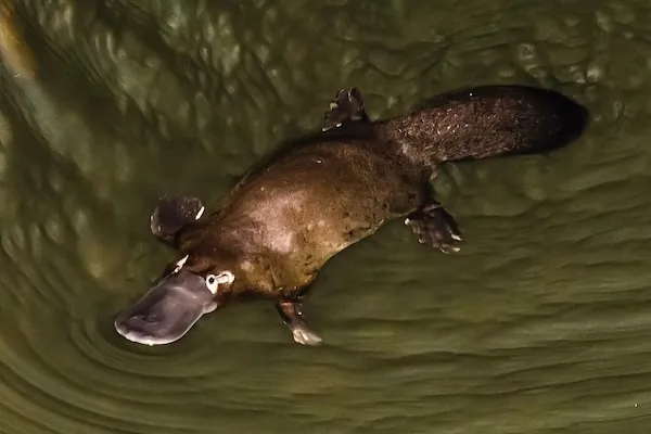 ‘Totally unexpected.’ Scientists just discovered yet another extraordinary thing about the platypus | Discover Wildlife