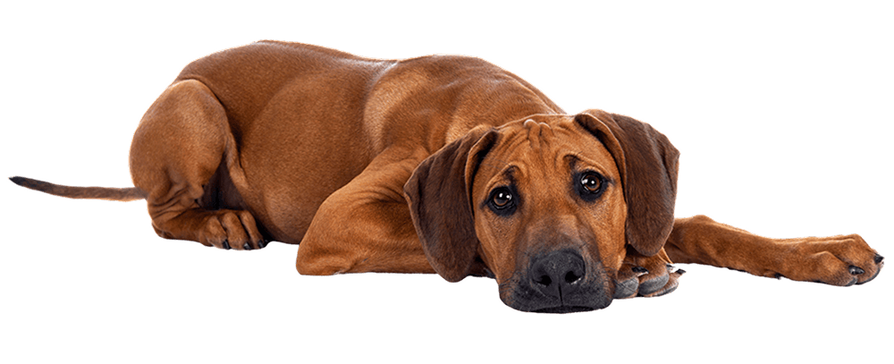 Sad dog