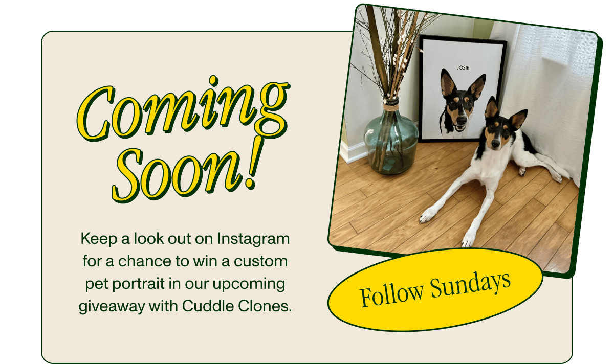 Sundays for Dogs Instagram