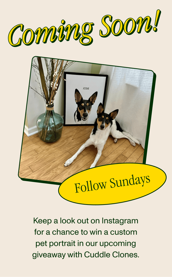 Sundays for Dogs Instagram