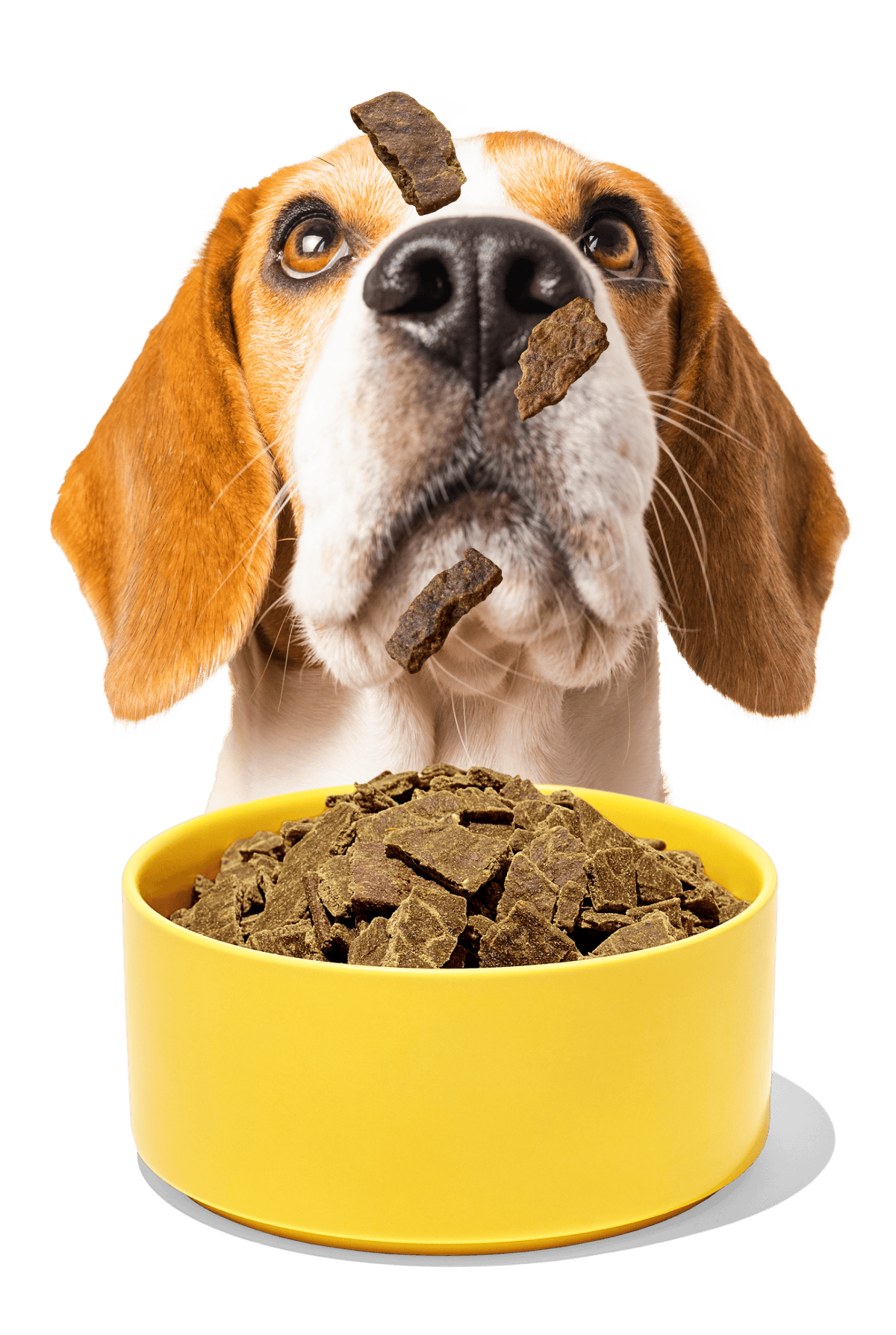 Hungry dog with bowl