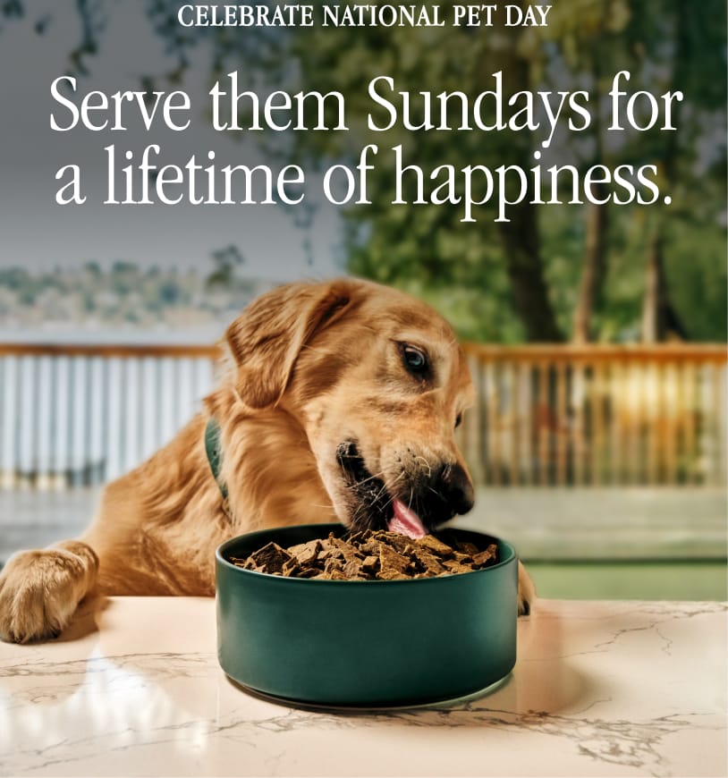 Dog eating fresh bowl of Sundays
