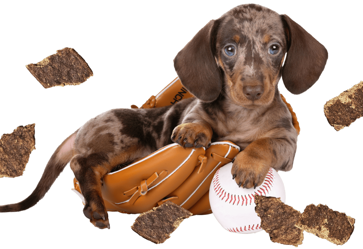 Puppy in a baseball glove