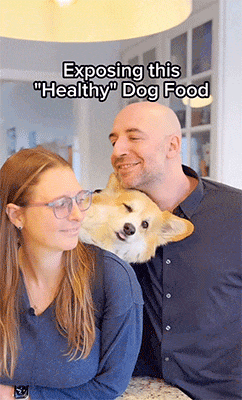 Sundays for Dogs
