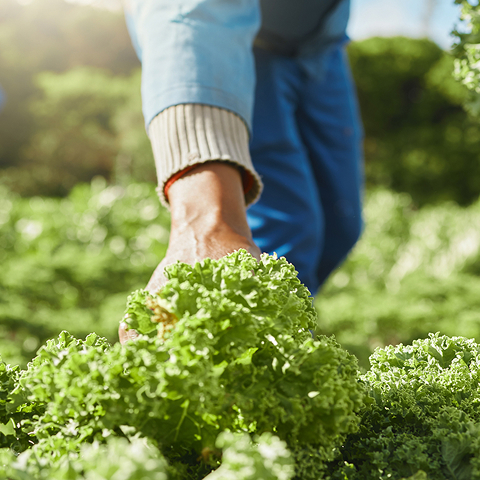 Farmer harvesting crops
