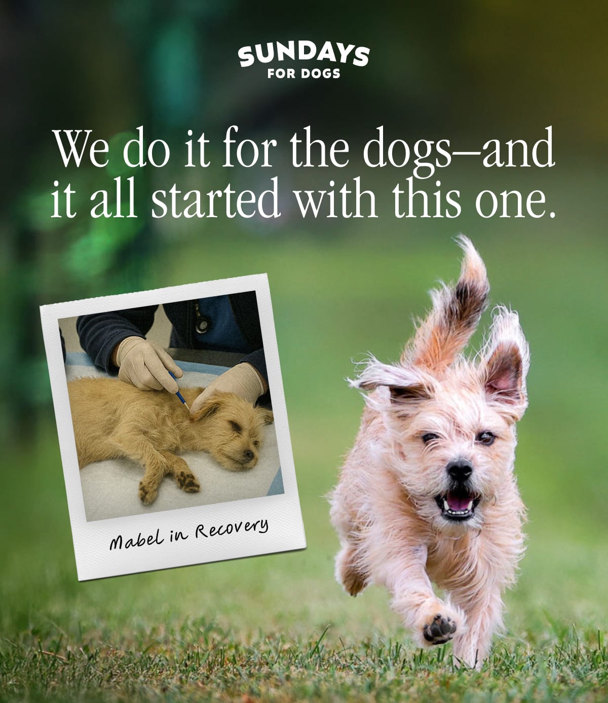 We do it for the dogs—and it all started with this one.