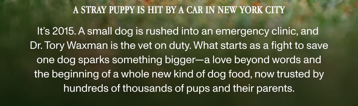 A stray puppy is hit by a car in New York City.
