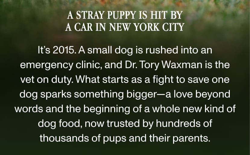 A stray puppy is hit by a car in New York City.