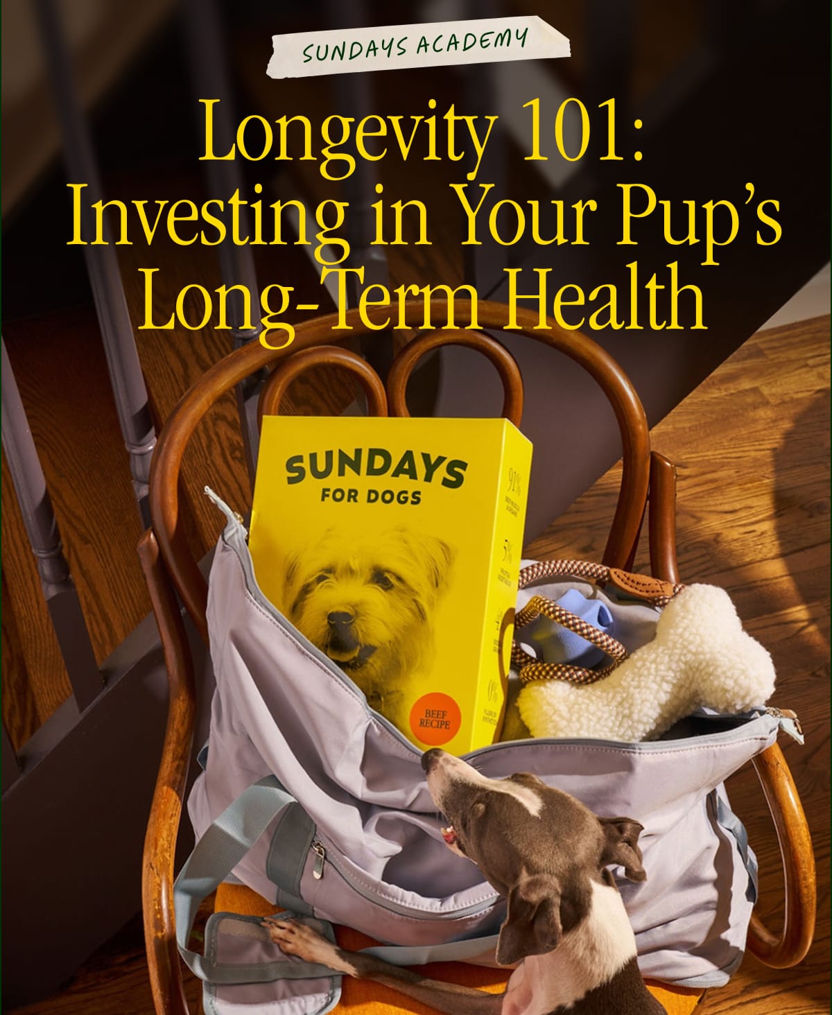 Longevity 101: Investing in Your Pup's Long-Term Health