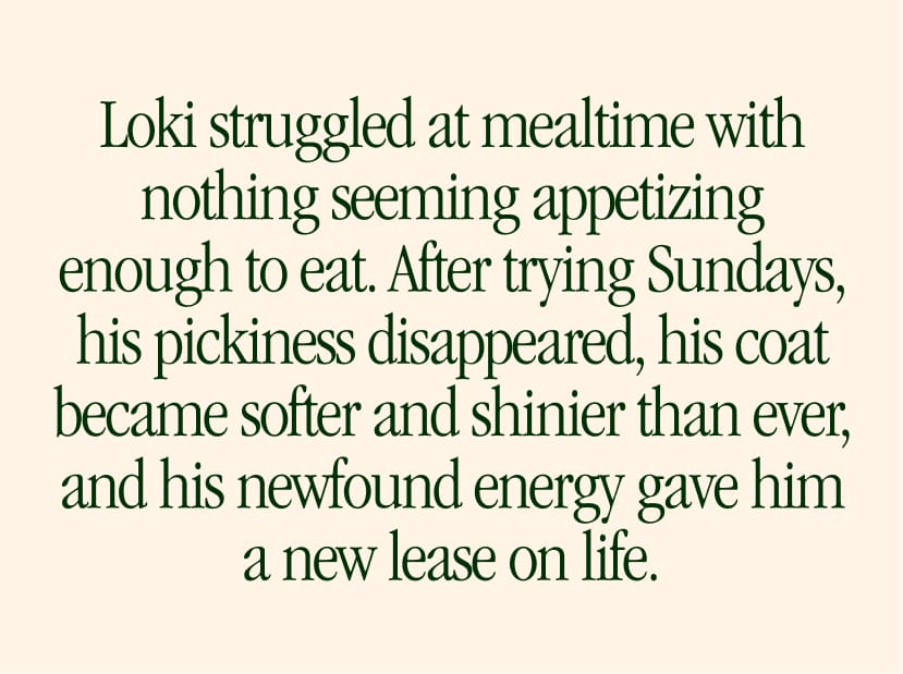 After trying Sundays, his pickiness disappeared, his coat became softer and shinier than ever, and his newfound energy gave him a new lease on life.