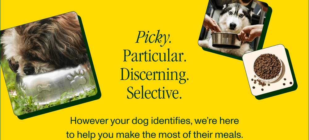 Picky.  Particular. Discerning. Selective.   However your dog identifies, we’re here to help you make the most of their meals. 