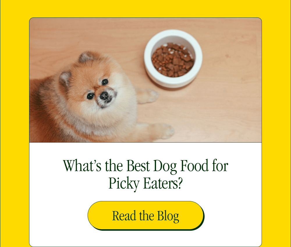 What’s the Best Dog Food for Picky Eaters? [Read the Blog]