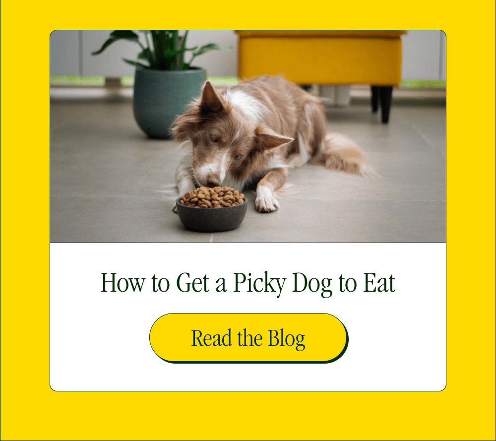 How to Get a Picky Dog to Eat [Read the Blog]