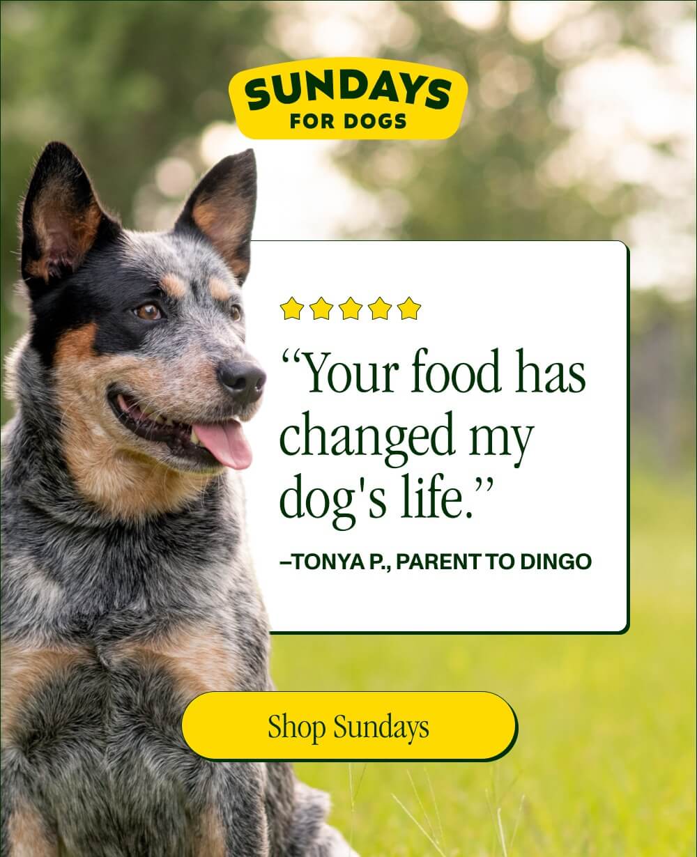 “Your food has changed my dog's life.” –Tonya P., Parent to Dingo  Give your pup a new lease on life with Sundays—equal parts delicious and nutritious  [Shop Sundays]