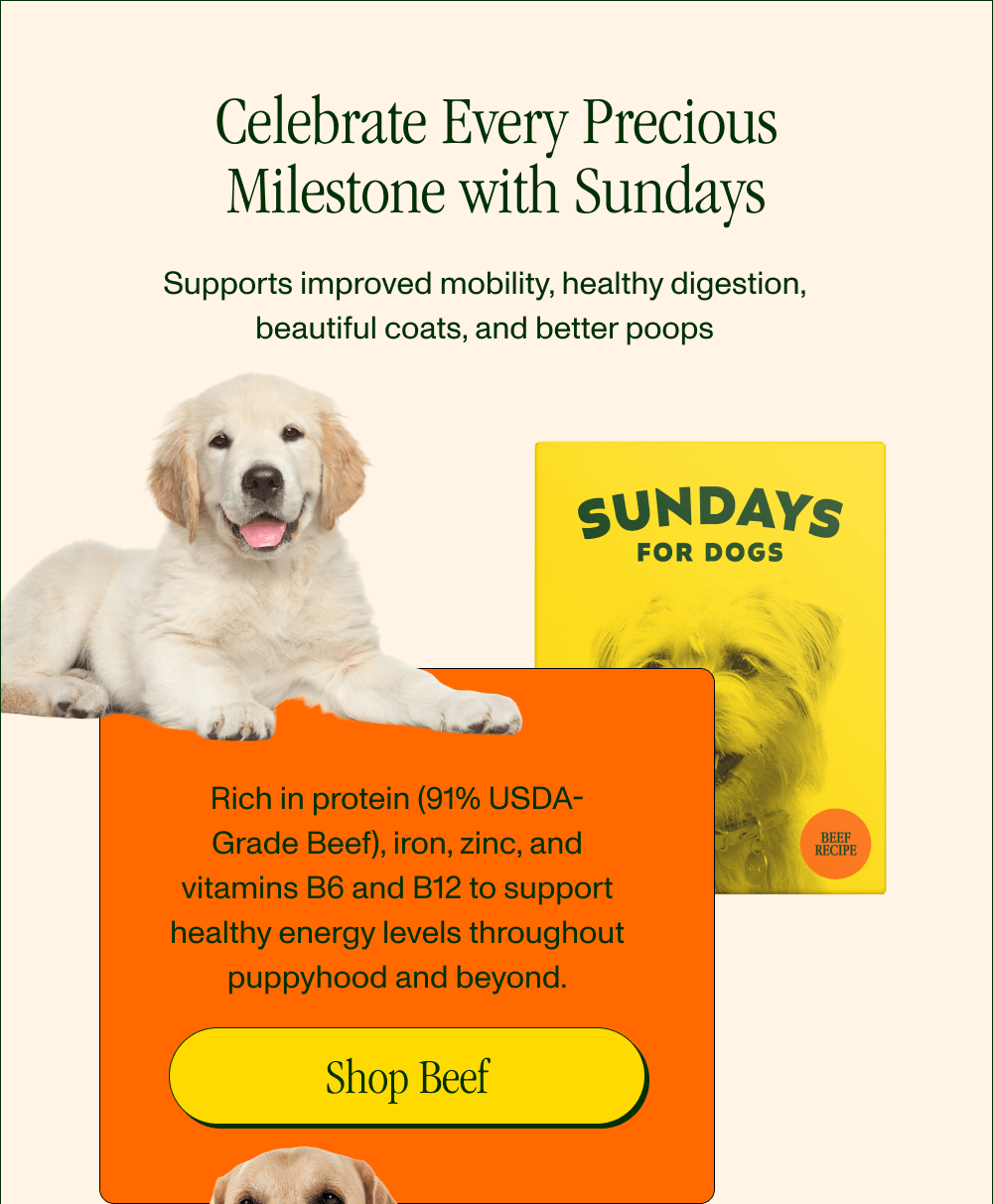 Celebrate Every Precious Milestone with Sundays Rich in protein (91% USDA-Grade Beef), iron, zinc, and vitamins B6 and B12 to support healthy energy levels throughout puppyhood and beyond.  [Shop Beef]