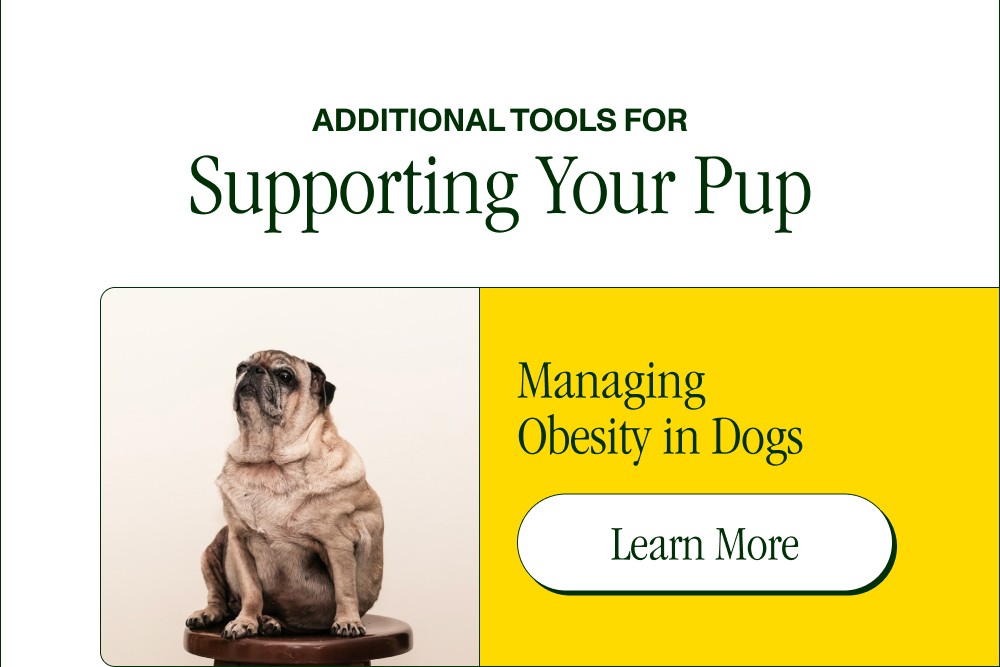 Additional Tools for Supporting Your Pup Managing Obesity in Dogs Learn More