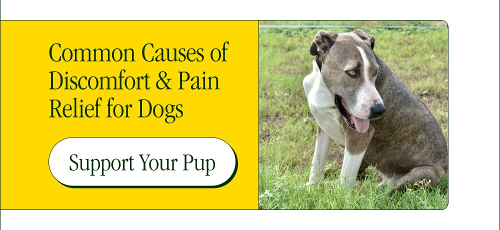 Common Causes of Discomfort & Pain Relief for Dogs Support Your Pup