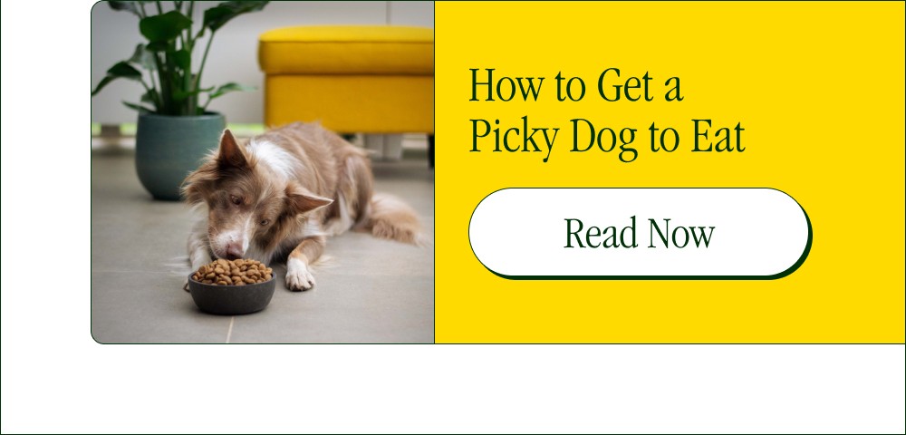 How to Get a  Picky Dog to Eat Read Now
