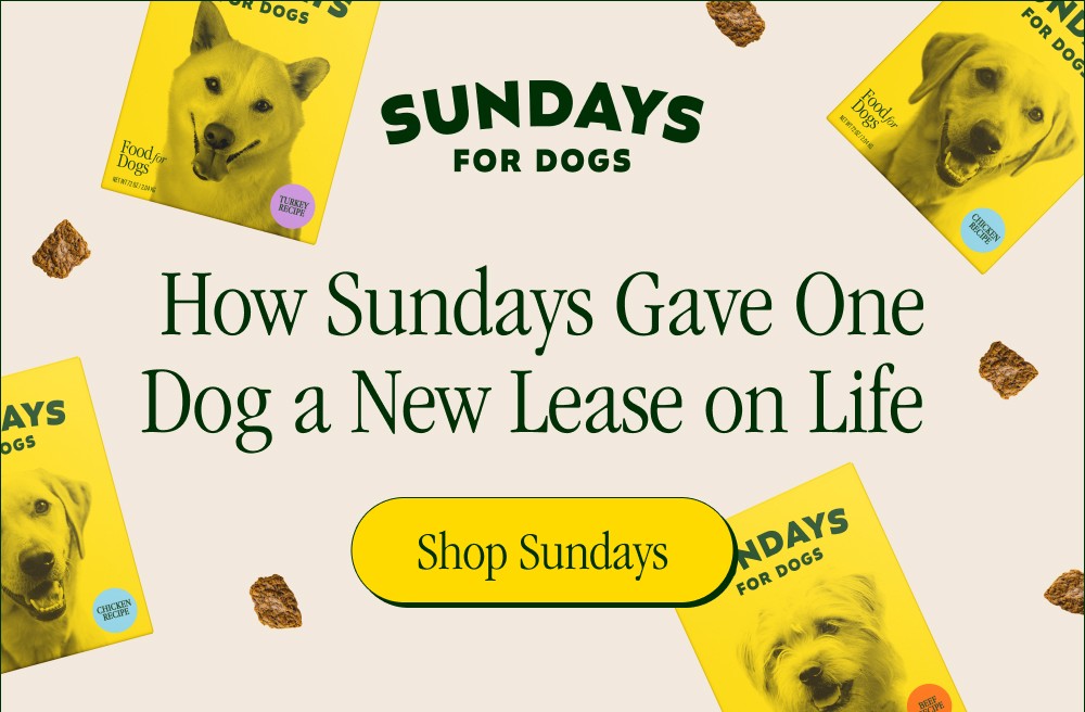 How Sundays Gave One Dog a New Lease on Life Shop Sundays