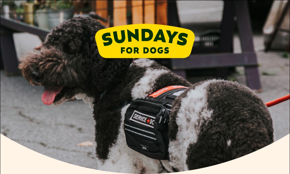 Sundays for Dogs