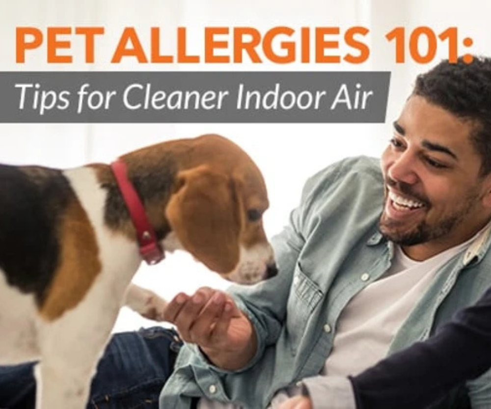 Pet Allergies 101: Tips for Cleaner Indoor Air