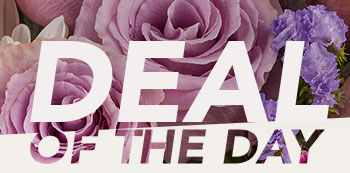 DEAL OF THE DAY