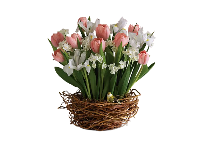 Tulip Song