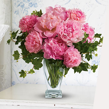 PRETTY PEONIES<br>ARE BACK