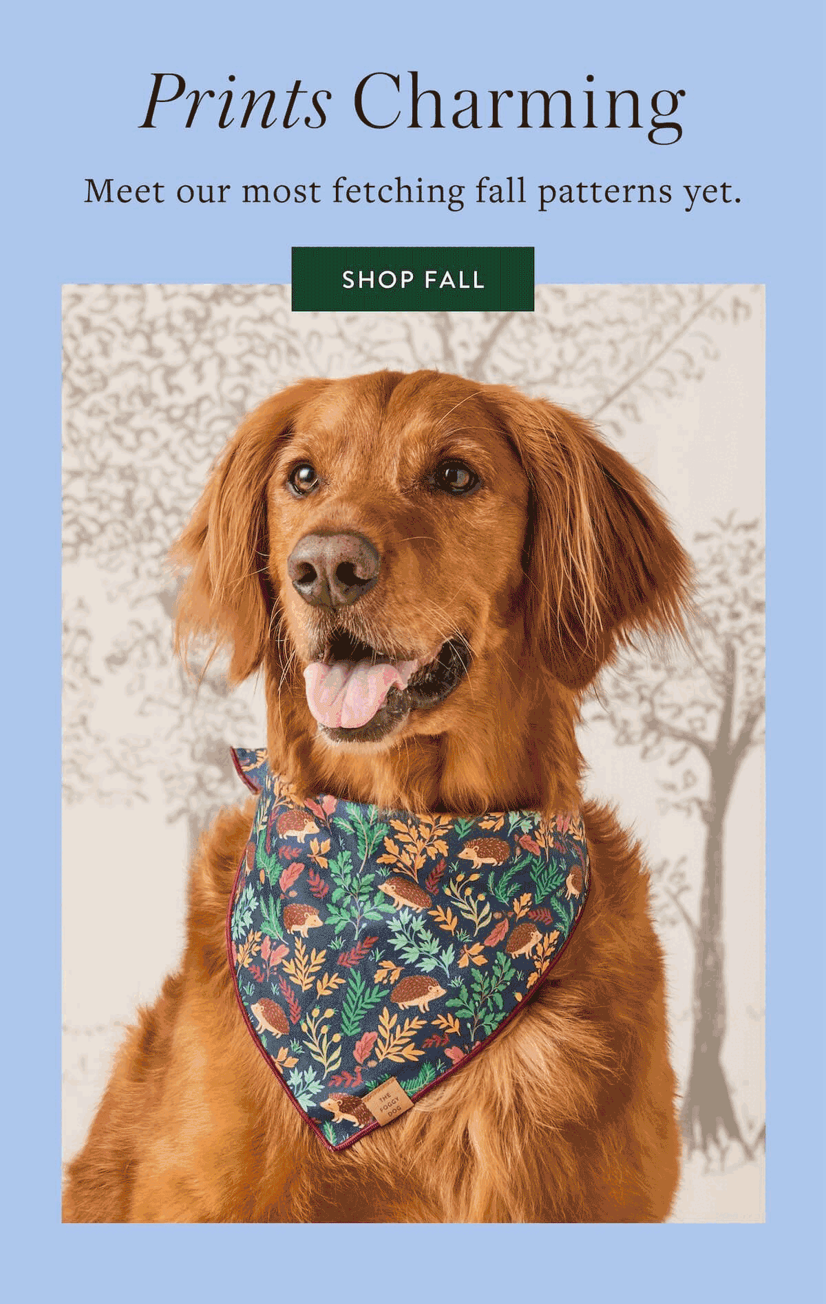 Shop Fall 